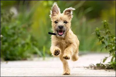 Quelle est la race de ce chien ?