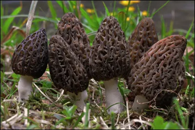 Par ce beau dimanche d'octobre, nous prendrons plaisir à cueillir ces champignons afin de manger une excellente omelette ce soir !