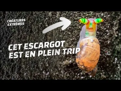 Quel parasite est capable de zombifier un escargot ?