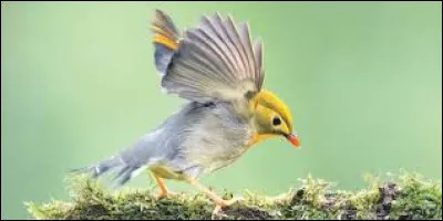 Qui a chanté "Fais comme l'oiseau" dans les années 70 ?