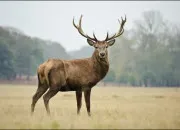 Quiz Des animaux de la fort  retrouver