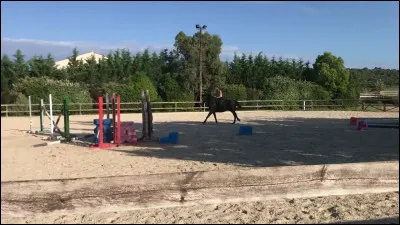 Combien le cheval a-t-il de vertèbres coccygiennes ?