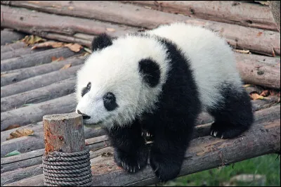 Quel est cet animal ?