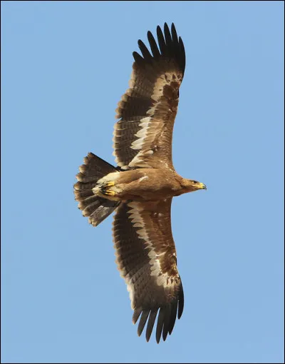 Quel est le nom de ce rapace ?