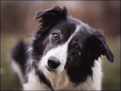 À quelle famille de mammifères le chien appartient-il ?