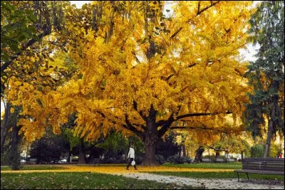 Botanique : Quel arbre originaire de Chine est aussi appelé arbre aux quarante écus ?