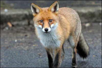 Tu es encore un chaton quand ton clan se fait attaquer par des renards. Que fais-tu ?