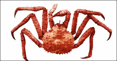 Quel est le nom de ce crabe ?