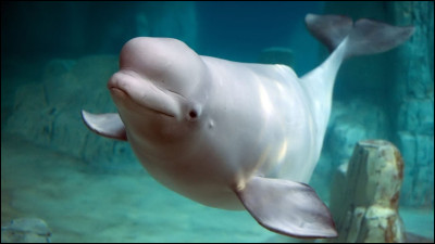 Quel est ce grand mammifère marin à la peau toute blanche qui vit principalement dans locéan Arctique ?