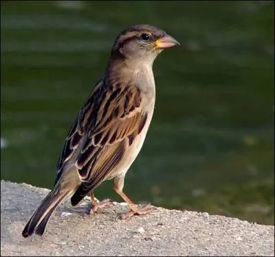 Quel est cet oiseau ?