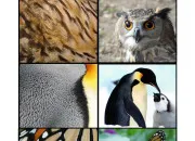 Quiz Trouve le pelage de ces animaux !