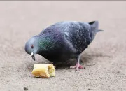 Test Pigeon ou rouge-gorge ?