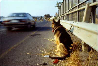 Que fais-tu si tu vois un chien abandonné ?