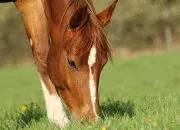 Quiz Quiz chevaux (couleurs et races)