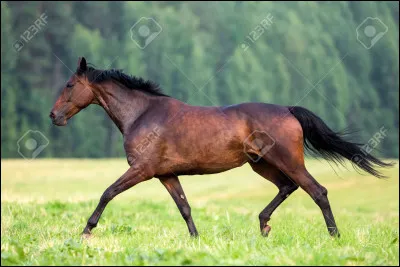 Quelle est la couleur de ce cheval ?