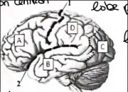 Quiz QCM neurosciences avec schmas