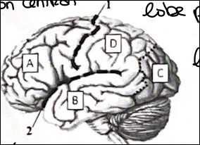 Quiz Sciences