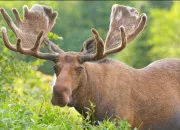 Quiz Les animaux du monde