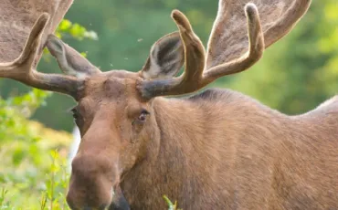 Quiz Animaux