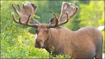 Quel est le nom de cet animal canadien ?