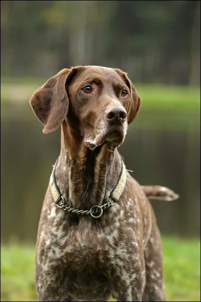 Comment s'appelle cette race de chien ?