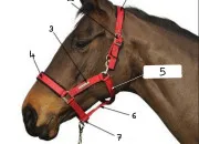 Quiz Quiz Galop 2 ! (suite)