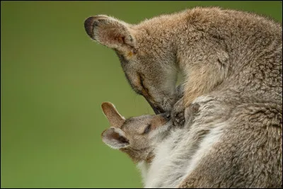 Aimes-tu les animaux ?