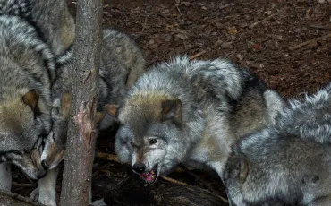 Quiz Animaux