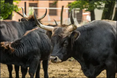 Quelle est cette espèce animale ?