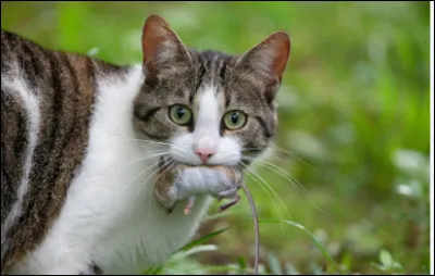 Imagine que tu es un chat.
Qu'est-ce que tu préfères manger ?