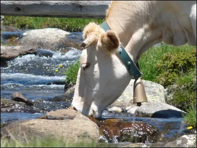 Pour fabriquer du lait, la vache doit boire beaucoup d'eau :