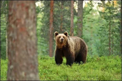 Quel est le nom scientifique de l'ours ?