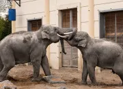 Quiz Zoo de Maubeuge