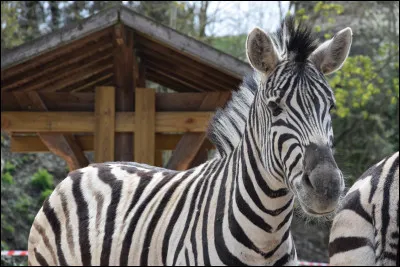 En quelle année le zoo de Maubeuge a-t-il ouvert ses portes ?