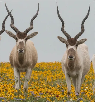 Quelle est cette antilope ?