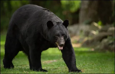 Quel est cet ours ?