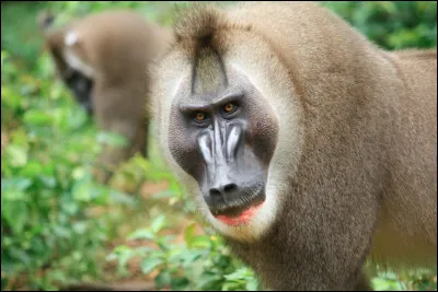 Mais quelle est cette espèce de mandrill ?