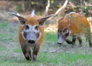 Quiz Quels sont ces animaux ?