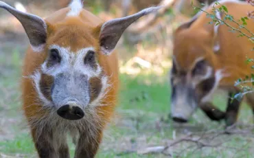 Quiz Animaux