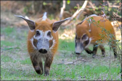 Comment s'appelle cet animal ?