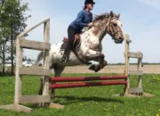 Test Quel cavalier de saut es-tu ?