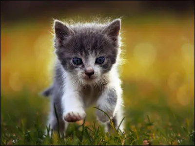 Tu es un chaton du clan du Tonnerre, et, comme tous les chatons, tu aimes faire des bêtises. Mais laquelle préfères-tu ?