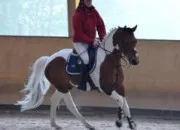 Quiz Galop 1 (Pratique  cheval)