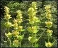 Que peut-on faire à l'aide cette fleur de montagne dont l'espèce existe de couleur bleue ou jaune ?