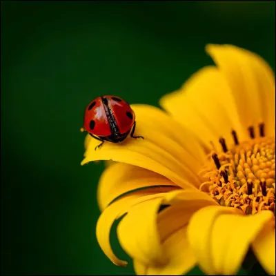 Les ufs de la coccinelle sont de couleur blanche.