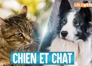 Test Es-tu un chat ou un chien ?