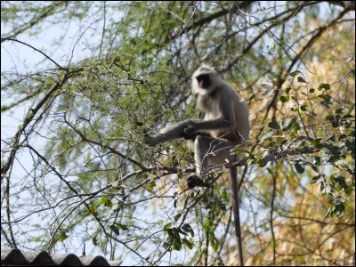 Les singes entelles sont de quelle espèce ?