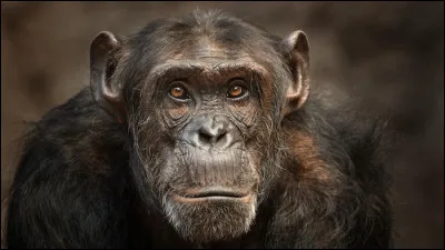 Quel est le nom scientifique du chimpanzé ?