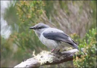 D'où le tuit-tuit est-il un oiseau endémique ?