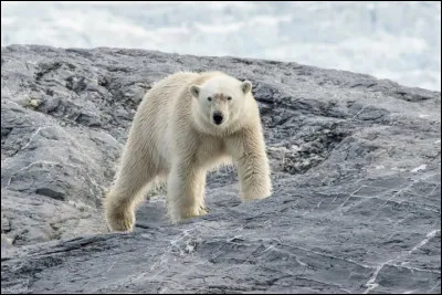 Stéphanie recherche le nom de cet animal. Pouvez-vous l'aider ?